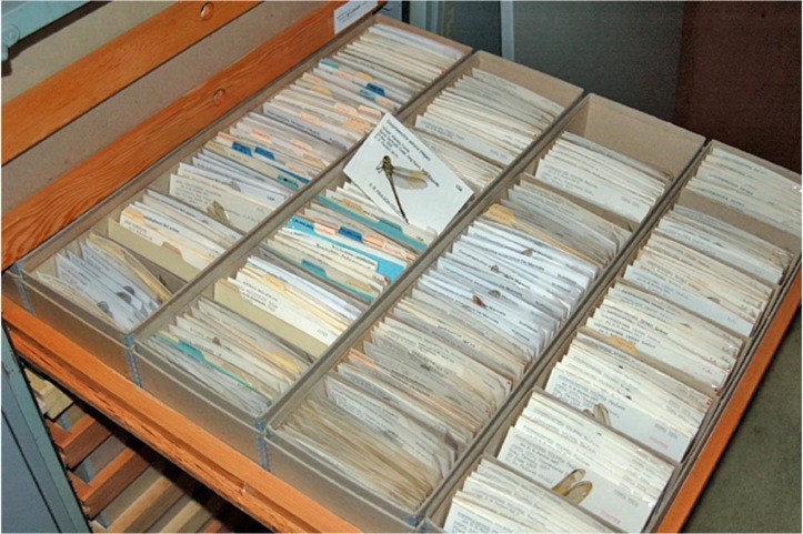 【保存状態良好】Butler&Wilson 【Dragonfly】 Vintage Butler & Wilson Plique a Jour Enamel and Rhinestone